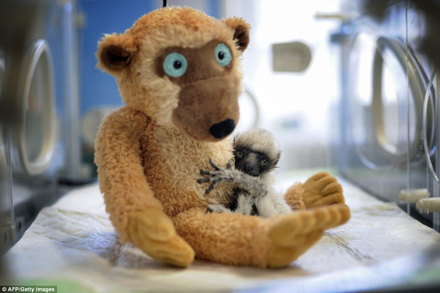 lemur and teddy