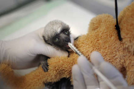 lemur feeding