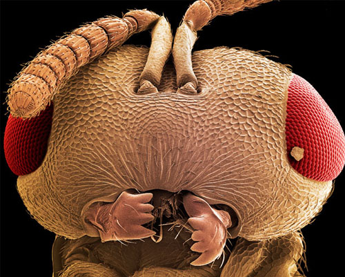 Zoom and Enhance: Incredibly Close-up Insect Images | Onelargeprawn