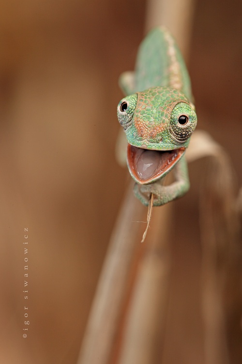 Chameleon Baby