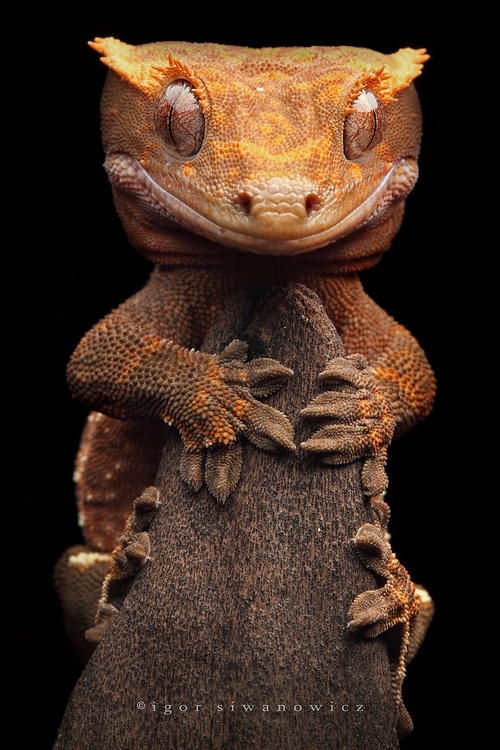 Crested Gecko