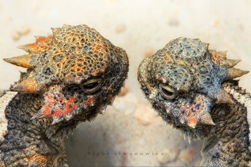 Desert Horned Toads