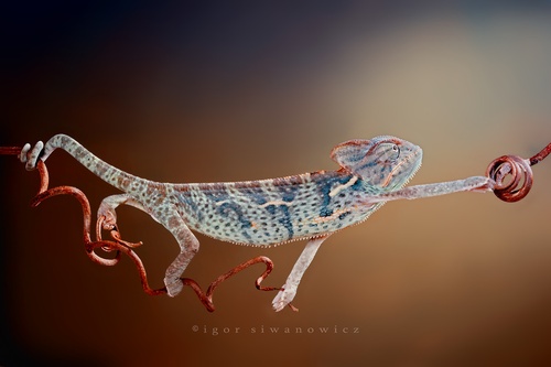 Juvenile Yemen Chameleon<