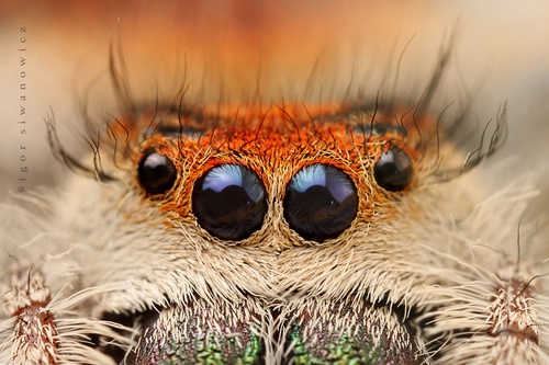 Jumping Spider