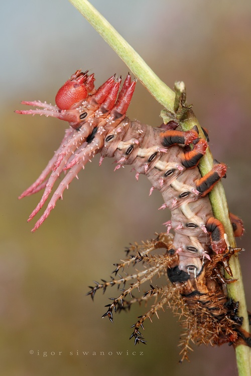 Hickory Horned Devil Caterpillar