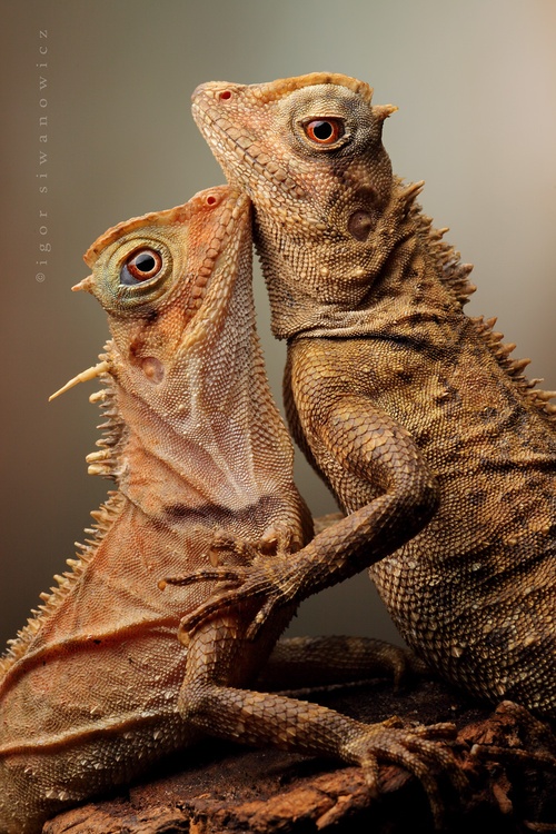 Acanthosaurus Agamas