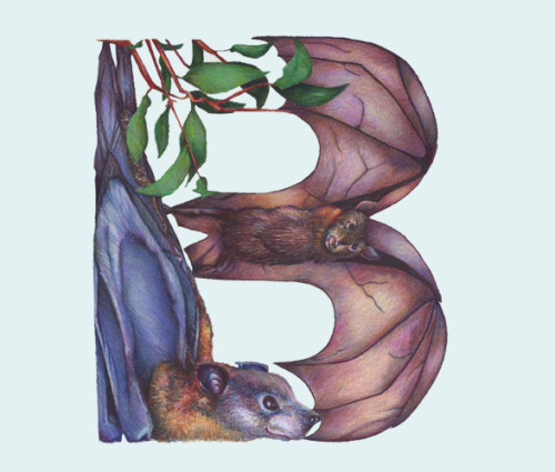 Girard_animal_alphabet_B