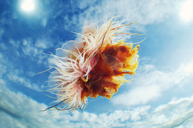 jellies_in_the_sky_1