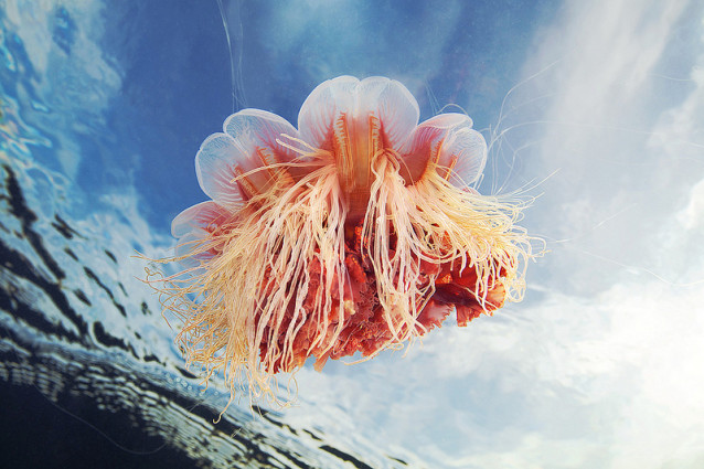 jellies_in_the_sky_4