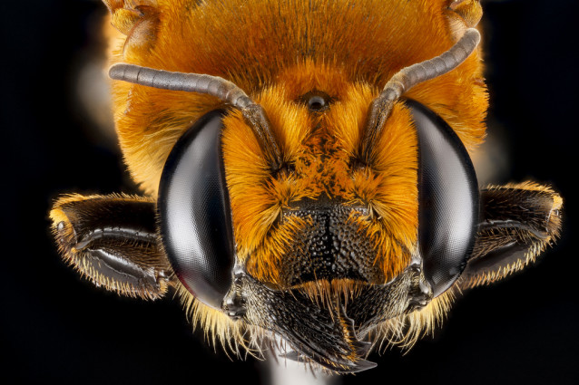 USGS_bees_05