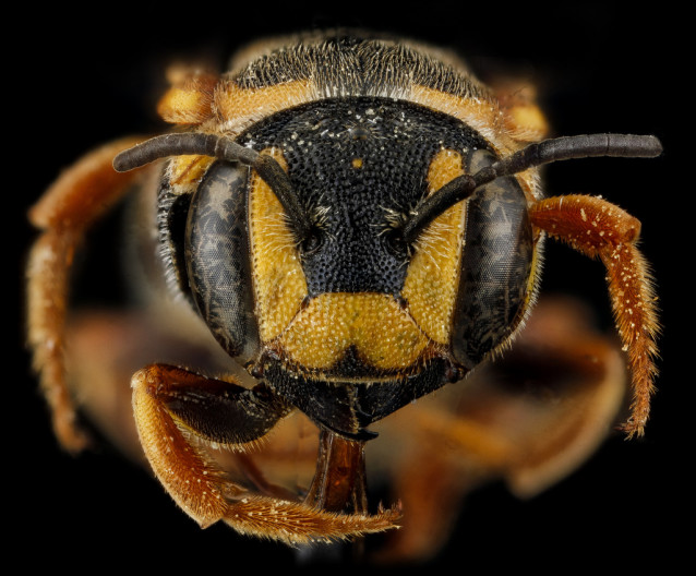 USGS_bees_07