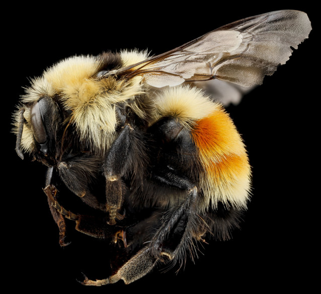 USGS_bees_08