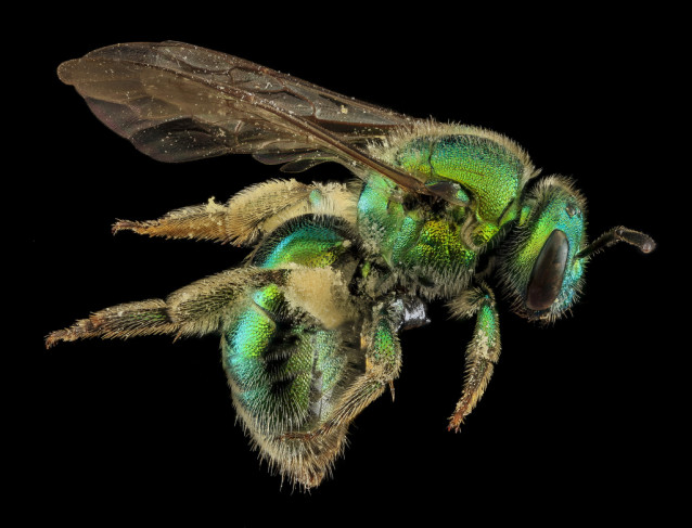 USGS_bees_10