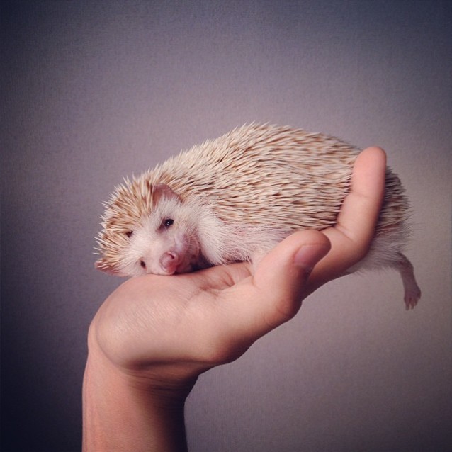 Darcy_hedgehog_05