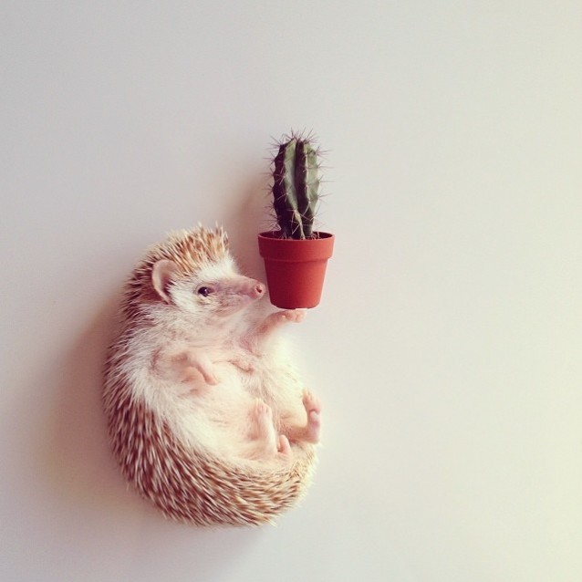 Darcy_hedgehog_09