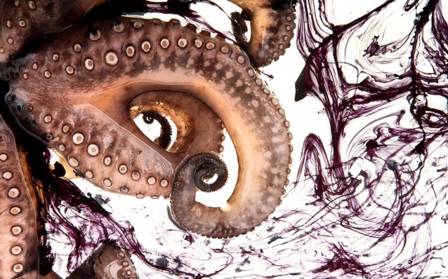 photography_of_modernist_cuisine_octopus