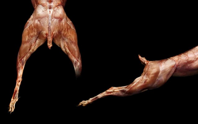 photography_of_modernist_cuisine_rabbit_stripped_of_fur